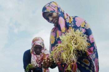 Woman farming seaweed at Pemba Island, Tanzania