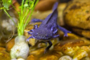 A purple axolotl (Ambystoma mexicanum). Image by Raphael Brasileiro via Pexels.
