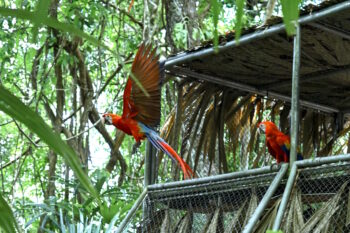 Banner image of scarlet macaws in Guatemala by Rony Rodriguez.