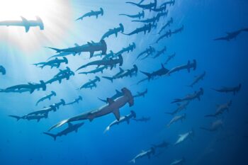 A school of hammerhead sharks, Mikimoto, Japan. Masayuki Agawa / Ocean Image Bank