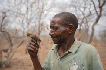 Yao honey-hunter Seliano Rucunua holds a wild honeyguide that guided him to a bees’ nest; the bird was briefly captured for research, then released. Image courtesy of David Lloyd-Jones.