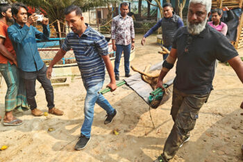 The rescue team carries a deer rescued from an artificial amusement park.