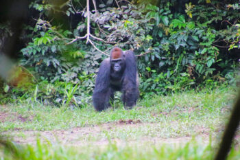 A western lowland gorilla in Cameroon.