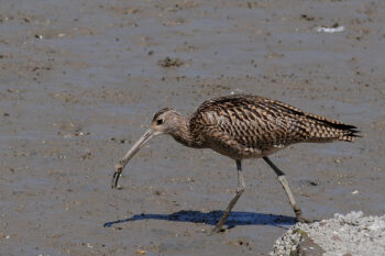 Banner Image of a far eastern curlew courtesy of Dong-pil.