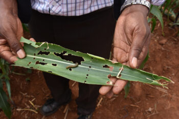 A fall armyworm rests upon a maize leaf it has just destroyed