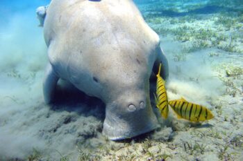 Image of a dugong by Julien Willem via Wikimedia Commons (CC BY-SA 3.0).
