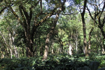 A traditional shade-grown coffee plantation in the Western Ghats. Image by Anand Osuri via Wikimedia Commons (CC BY-SA 4.0).