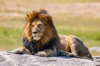 A male African lion in Serengeti National Park.