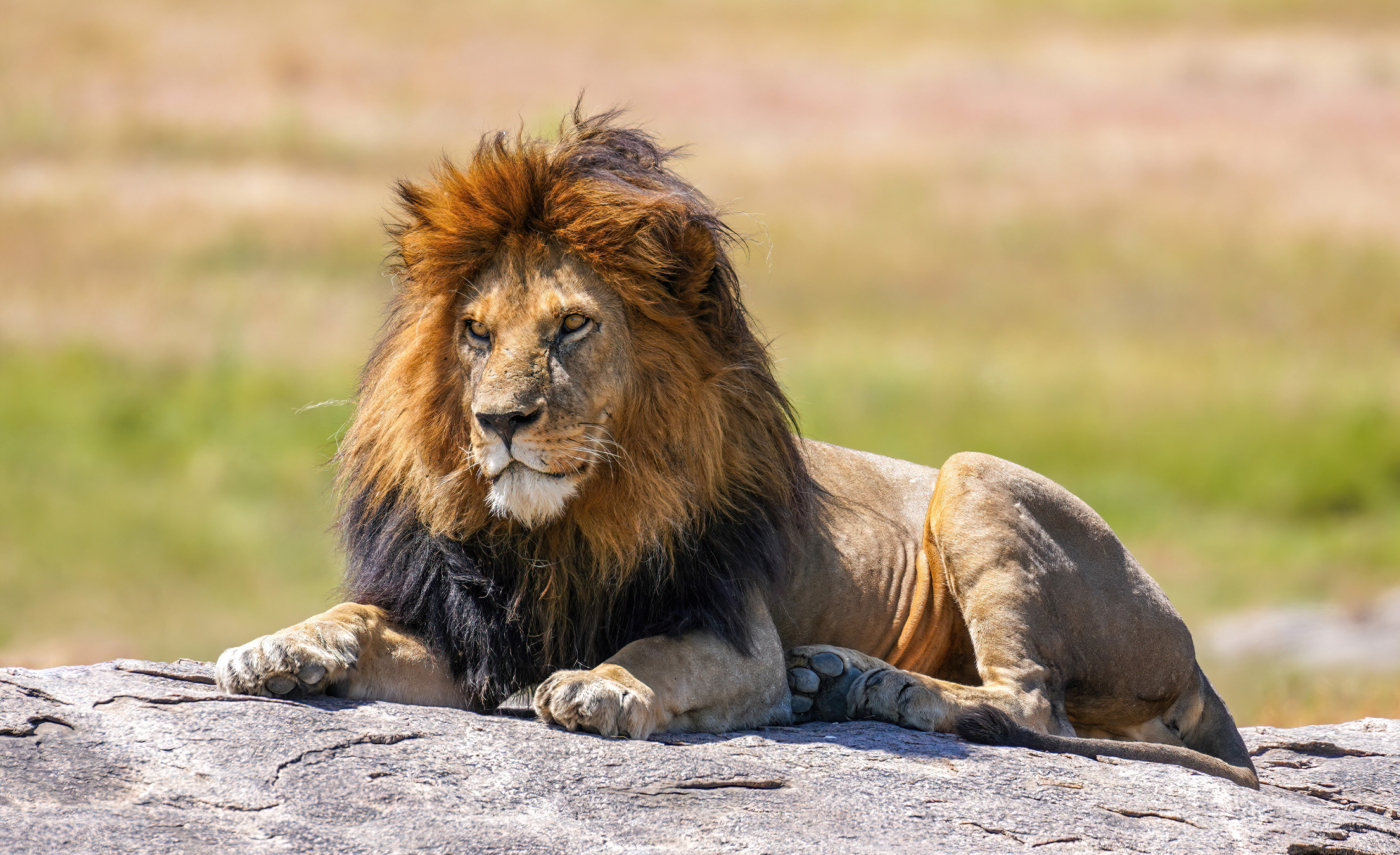 Trophies, body parts & live animals dominate global lion trade