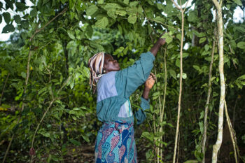 Tsimi Judith harvesting the Gnetum (okok) in the village of Minwoho, Lekié, Center Region, Cameroon.