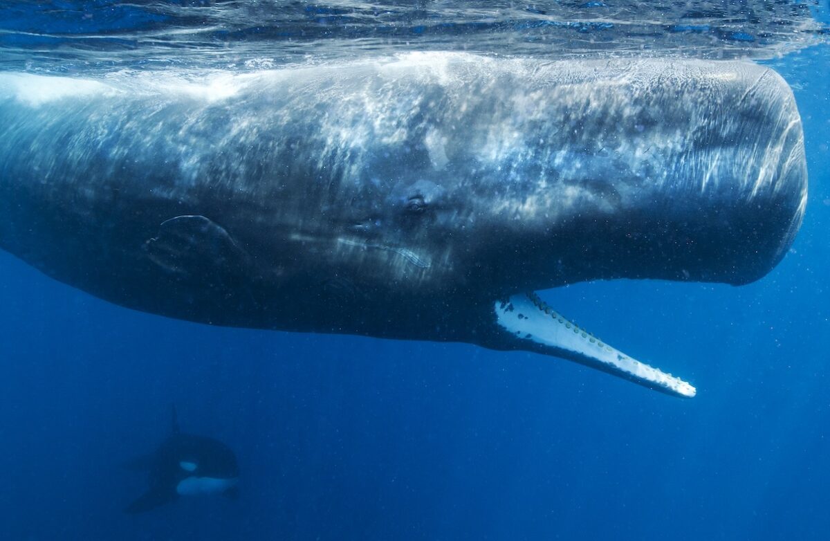 A pod of Sperm Whales move into a defense line to stop a pod of Orcas (Killer Whales) getting to their calf, off the coast of Sri Lanka. Image © Paul Hilton / Greenpeace.
