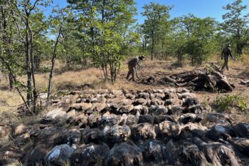 More than 100 vultures were killed in a poisoning attack by poachers in May 2025. Image courtesy of the Endangered Wildlife Trust.