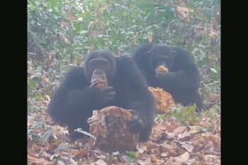 Chimpanzees in in Cantanhez National Park in southern Guinea-Bissau eating a fermented African breadfruit. Image by Bowland et al., 2025 (CC BY 4.0).