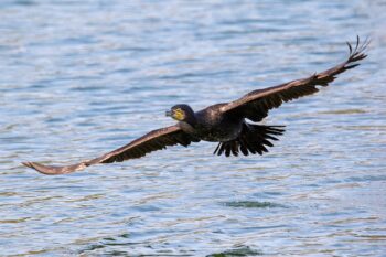 Banner image of a great cormorant by Alexis Louis via Wikimedia Commons (CC BY 4.0).