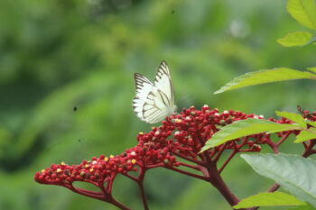 Banner image of a striped albatross butterfly (Appias libythea) on a red leea plant (Leea rubra), courtesy of NTU Singapore.