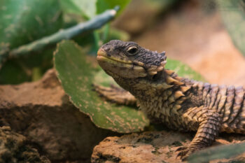 A giant girdled lizard, also known as a sungazer (Smaug giganteus). Image by Cloudtail the Snow Leopard via Flickr (CC BY-NC-ND 2.0)