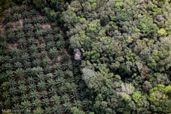 Banner image of oil palm plantation in Malaysia by Rhett A. Butler/Mongabay.