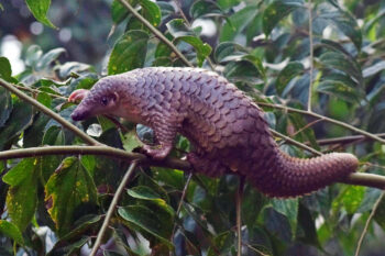 Sunda pangolin (Manis javanica