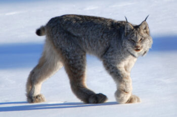 With thick coats and broad paws, Canada lynx are supremely adapted to deep snow.