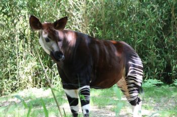 An okapi at Bronx Zoo in the United States. Image by Ryan Schwark via Wikimedia Commons (Public domain).