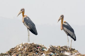 Greater adjutant storks photographed in Assam, India.