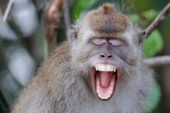 A crab-eating macaque (Macaca fascicularis), incredulous that its habitat may be able to coexist with oil palm crops without affecting commercial productivity. Image by Alain Rival/TRAILS.