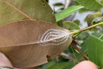 A. rugioperculatus activity observed in Florida.