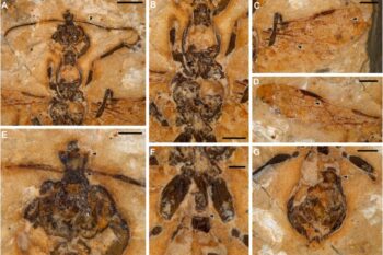 The 113-million-year-old hell ant fossil found in Brazil. Image courtesy of Anderson Lepeco.