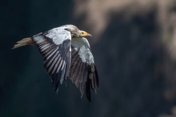 Banner image of an Egyptian vulture by Mildeep via Wikimedia Commons (CC BY-SA 4.0).