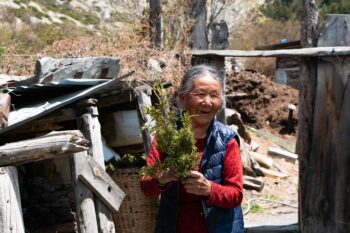 Jandhen Gurung, 82, with her juniper leaf collection. Image by Durga Rana Magar.