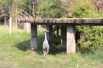 A sarus crane photographed in Lumbini. Image by Mukesh Pokhrel.