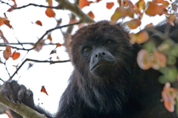 A Yucatán black howler monkey