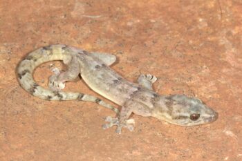 A Blyde rondawels flat gecko. Image courtesy of the Endangered Wildlife Trust.
