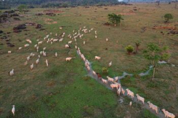 cattle Brazil