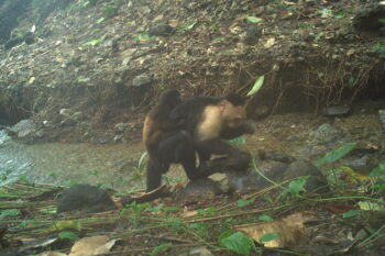 A subadult male capuchin with a howler monkey infant. Image courtesy of Brendan Barrett/Max Planck Institute of Animal Behavior.
