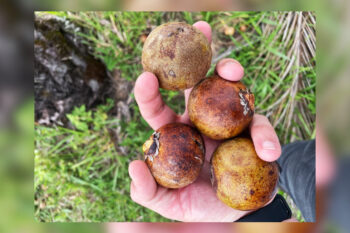 Oils extracted from macaúba palm fruits can be used in a wide range of industrial processes, including foods cosmetics and pharmaceuticals.