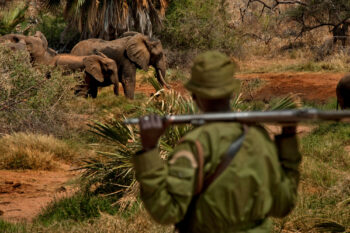 Community rangers guard elephants in Sera Conservancy, Northern Rangelands, Kenya.