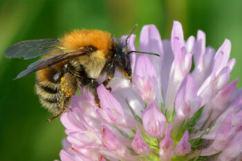 A Schrenck’s bumblebee (Bombus schrencki) in Estonia.