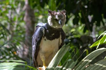 A harpy eagle (Harpia harpyja). Image by Brian Gratwicke via Flickr (CC BY 2.0).