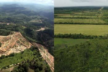 On the left, rainforest deforestation for an oil palm plantation in Sabah, Malaysia. On the right, soy fields next to Gran Chaco forest in Bolivia. Images by Rhett A. Butler/Mongabay.