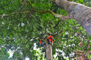 A botanist scales a Tieghemella heckelii in Yapo-Abbé Forest, Côte d’Ivoire, during a training session by Sebastain Walaita.