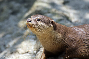 Asian small-clawed otter