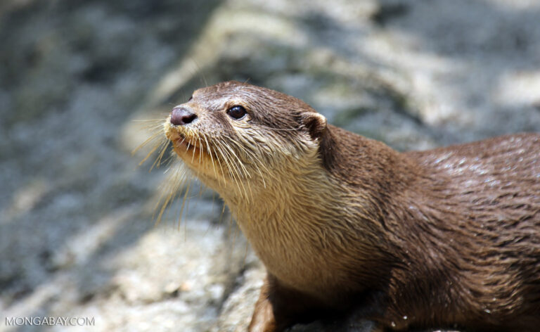 Asian small-clawed otter