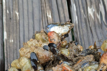 Marine invertebrates collected by researchers at a private marina near Los Angeles in 2023