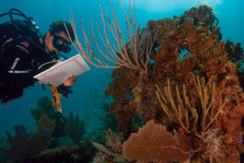 A scientist studying coral reefs in Virgin Islands National Park on the island of St. John, part of the U.S. Virgin Islands. Image by the U.S. National Park Service Climate Change Response Program via Flickr. (Public domain).