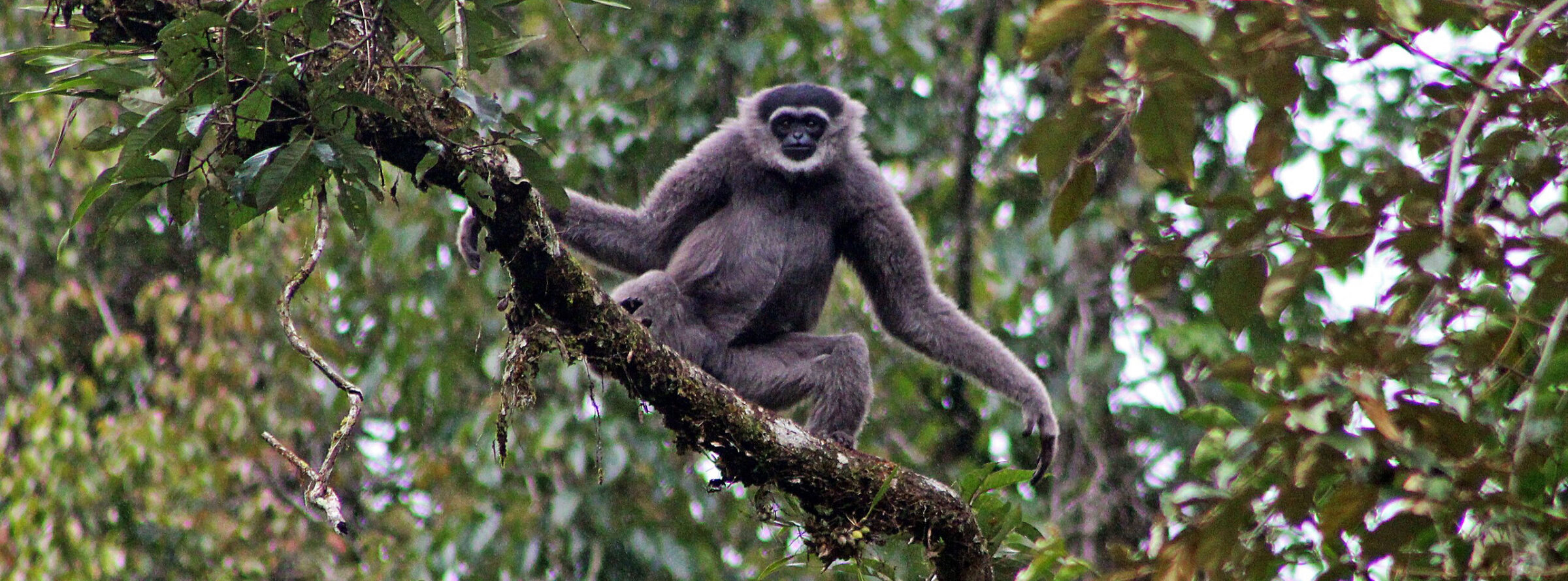 Javan gibbon (Hylobates moloch), also known as the silvery gibbon