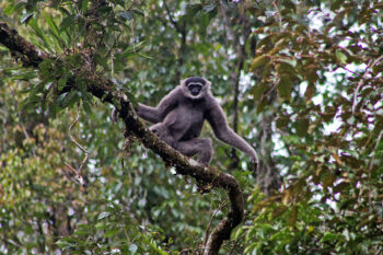 Javan gibbon (Hylobates moloch), also known as the silvery gibbon