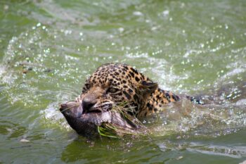Banner image of a jaguar with a fish, courtesy of Andrea Reyes/Jaguares en la Selva.