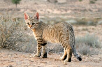 This Afro-Asiatic wildcat kitten (of the subspecies F. lybica cafra) shows the distinctive peach-pink tint to this genetically pure wildcat’s ears.
