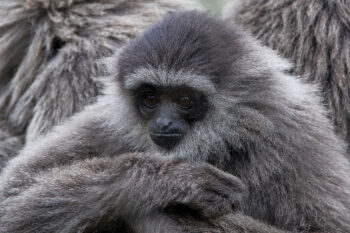 A Javan gibbons (Hylobates moloch)